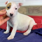 Roztomil� �t��ata b���ho teri�ra.