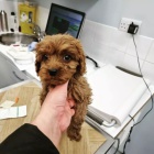 Roztomil� pudlov� �t��ata.