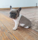 Prod�m �t��ata francouzsk�ho buldo�ka.