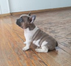 Prod�m �t��ata francouzsk�ho buldo�ka.