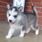 sibisk husky s krsnma modrma oima k adopci.