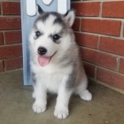sibi�sk� husky s kr�sn�ma modr�ma o�ima k adopci.