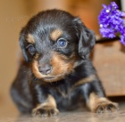 Prod�m o�kovan� �t��ata trpasli��ho dlouhosrst�ho jezev��ka.