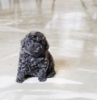 Prod�m zdrav� �t��ata Pudl�ka a fenky TOY MINI.