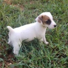 Prodm zdrav tata jack russell terira.