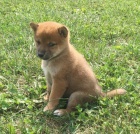 Prod�m rozko�n� miminka �t��ata shiba inu