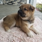 Prod�m o�kovan� a od�erven� �t��ata shiba inu