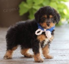�t��ata Aussiedoodle na prodej (Aussiedoodle jsou sm�s� australsk�ho ov��ka a standardn�ho Pudla)