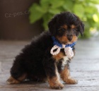 �t��ata Aussiedoodle na prodej (Aussiedoodle jsou sm�s� australsk�ho ov��ka a standardn�ho Pudla)