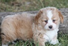 o�kovan� a od�erven� �t��ata Aussiedoodle na prodej (Aussiedoodle jsou sm�s� australsk�ho ov��ka a standardn�ho pudla)