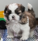 Prod�m �t��ata SHIH TZU