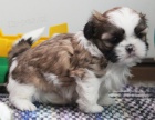 Prod�m �t��ata SHIH TZU