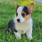 Prod�m mini �t��ata Welsh Corgi Pembroke.