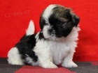 Shih-tzu, �i-tzu �t���tka s PP