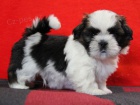 Shih-tzu, �i-tzu �t���tka s PP