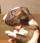 Bulteri�r �t��ata