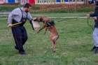 Belgick ovk malinois tn