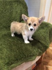 Pembroke Welsh Corgi tata.