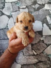 Labradoodle �t��ata