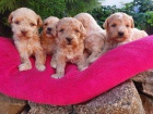 Maltipoo �t��ata
