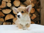 Vel�sk� Corgi �t��ata na prodej