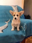 Vel�sk� Corgi Pembroke �t��ata