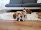 Prod�m �t��ata Shiba inu
