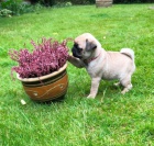 Prod�m kr�sn� b�ov� �t��ata mopse