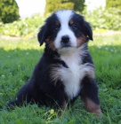 Prod�m o�kovan� a od�erven� �t��ata bernsk�ho sala�nick�ho psa.