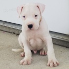 Prod�m zdrav� a o�kovan� �t��ata argentinsk�ho doga.