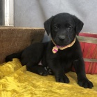 Prod�m �ern� mini o�kovan� �t��ata labradorsk�ho retr�vra.