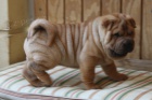 Kr�sn� a rozko�n� �t���tka shar-pei na prodej.