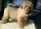 Prod�m ��nsk� mini shar pei �t��ata.