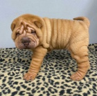 Shar pei �t��ata na prodej.