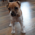 Prod�m o�kovan� a od�erven� �t��ata jack russell teri�ra.