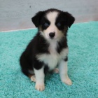 Prod�m �t��ata australsk�ho ov��ka