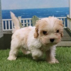 Cavachon tata na prodej (Cavachon tata jsou kenec mezi Cavalier King Charles panl a Bichon Frise).