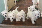 Prod�m mini �t��ata West Highland White Terriers