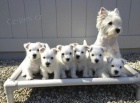 Prod�m mini �t��ata West Highland White Terriers