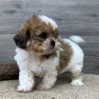 Prod�m o�kovan� a od�erven� �t��ata SHIH TZU