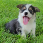 Prod�m �t��ata Pembroke Welsh Corgi.