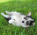 Prod�m �t��ata Pembroke Welsh Corgi.