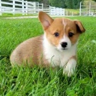 Prod�m o�kovan� a od�erven� �t��ata Pembroke Welsh Corgi.