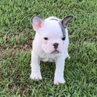 Prod�m ZDRAV� a O�KOVAN� �t��ata francouzsk�ho buldo�ka.