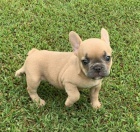 Prod�m o�kovan� a od�erven� �t��ata francouzsk�ho buldo�ka.