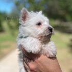 Prod�m �t��ata West Highland White Terriers