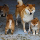 Prodm okovan tata Shiba inu