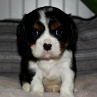 Prodm okovan tata Kavalr King Charles Spaniel.