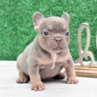 Prod�m �t��ata Mini F. buldoka.