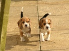 Prodm mini tata BEAGLES.